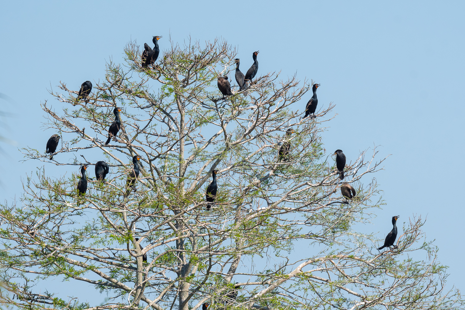 CormorantTree-577.jpg
