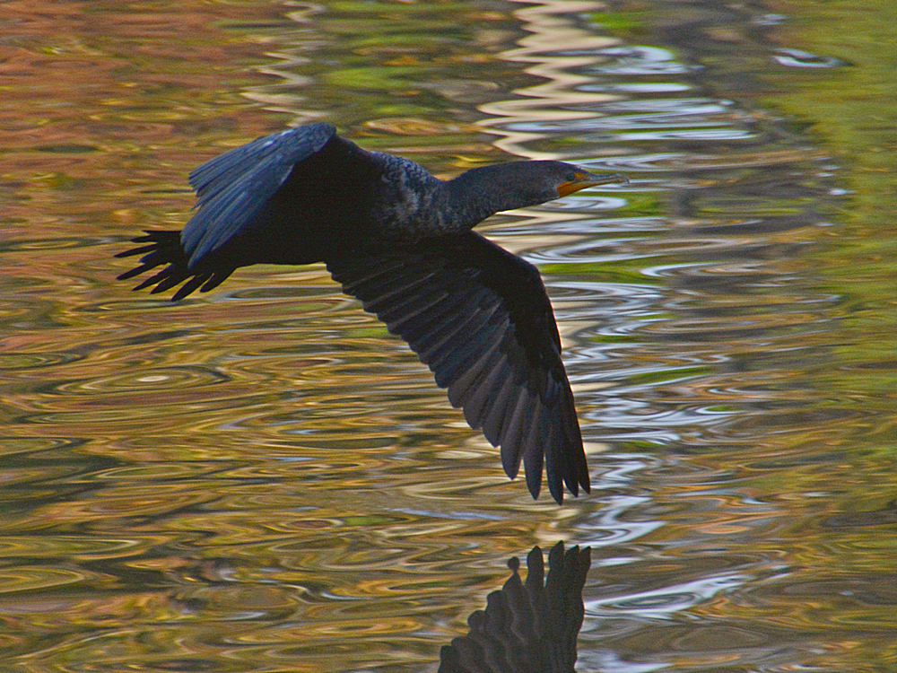 Cormorrant.jpg