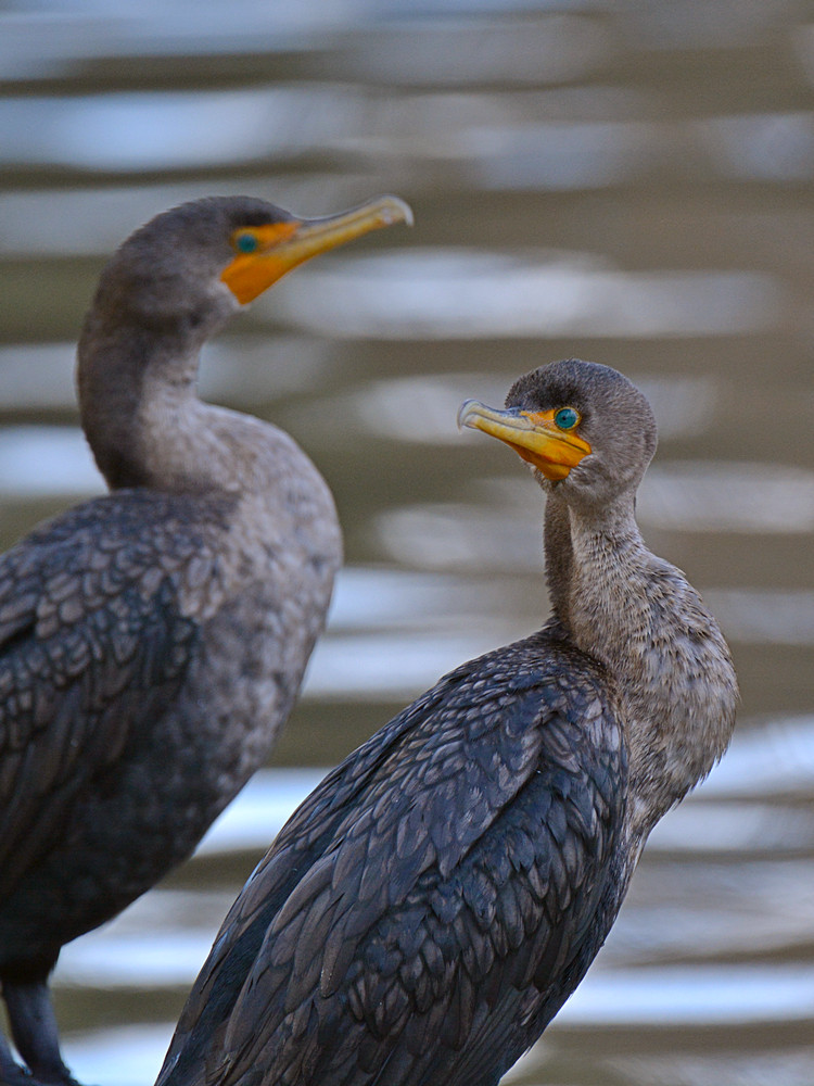 Cormorrant.jpg