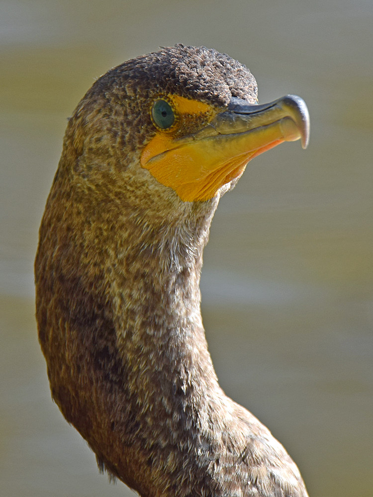 Cormorrant.jpg