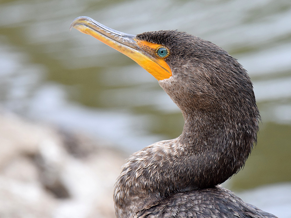Cormorrant.jpg