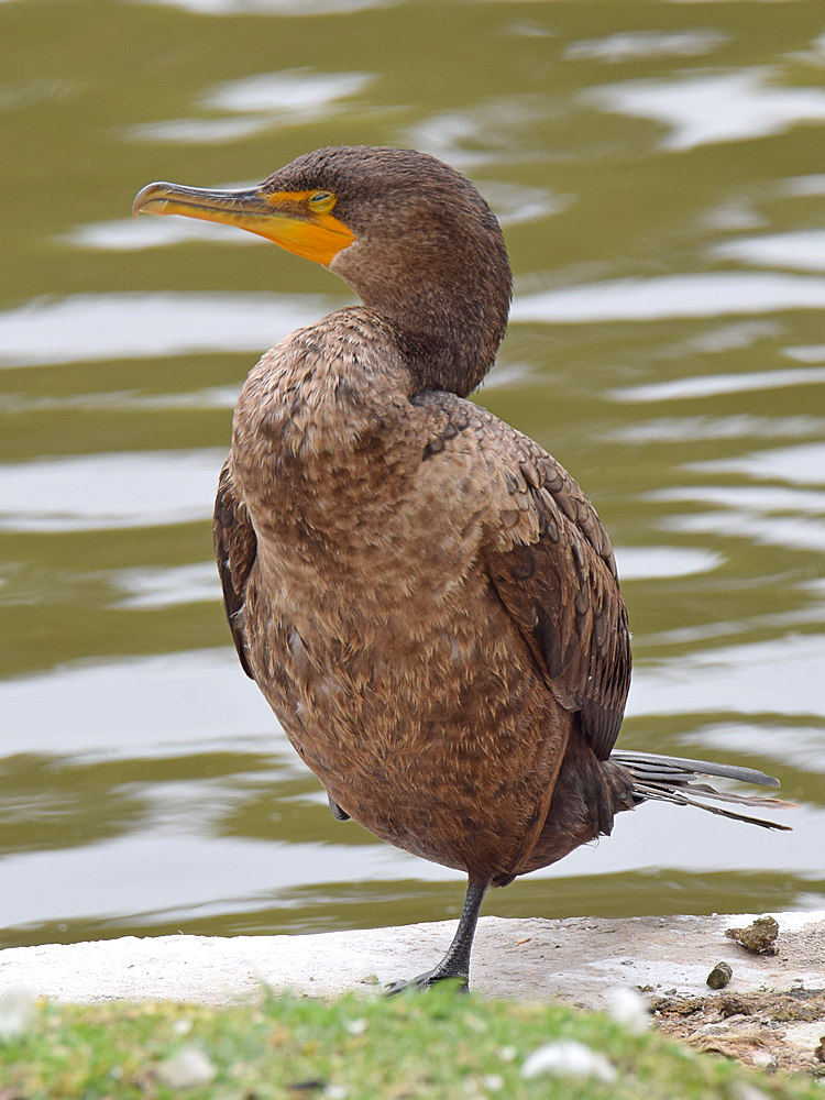 Cormorrant.jpg