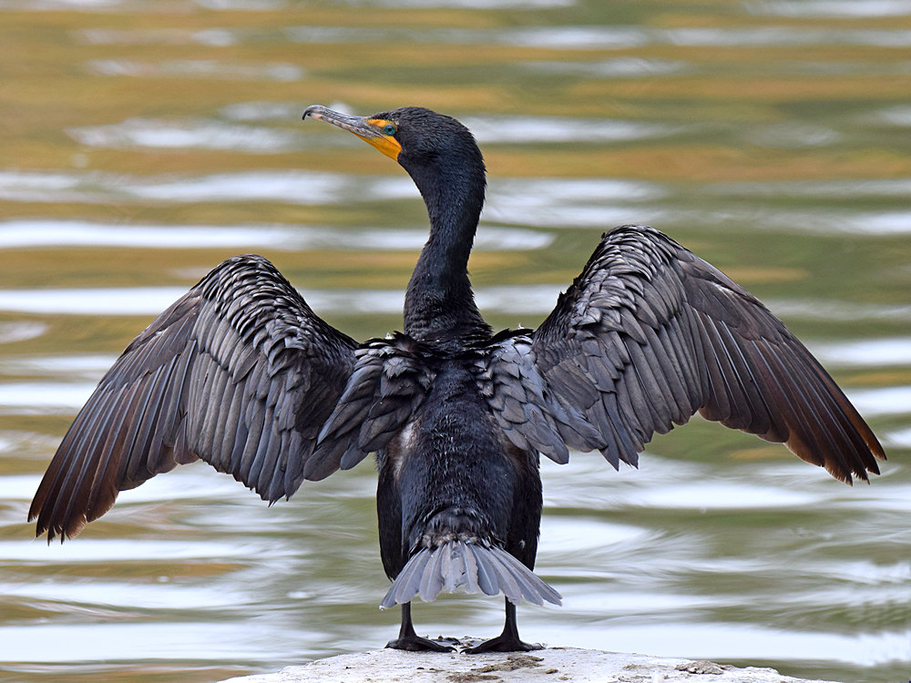 Cormorrant.jpg