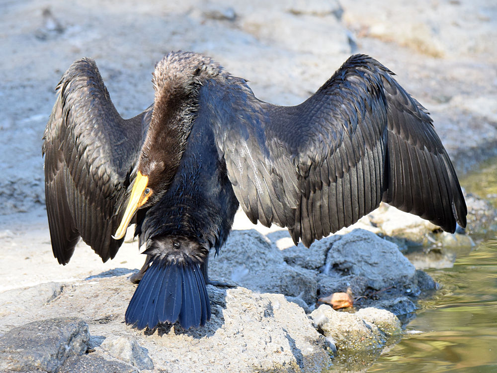 Cormorrant.jpg