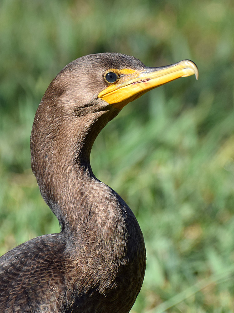 Cormorrant.jpg