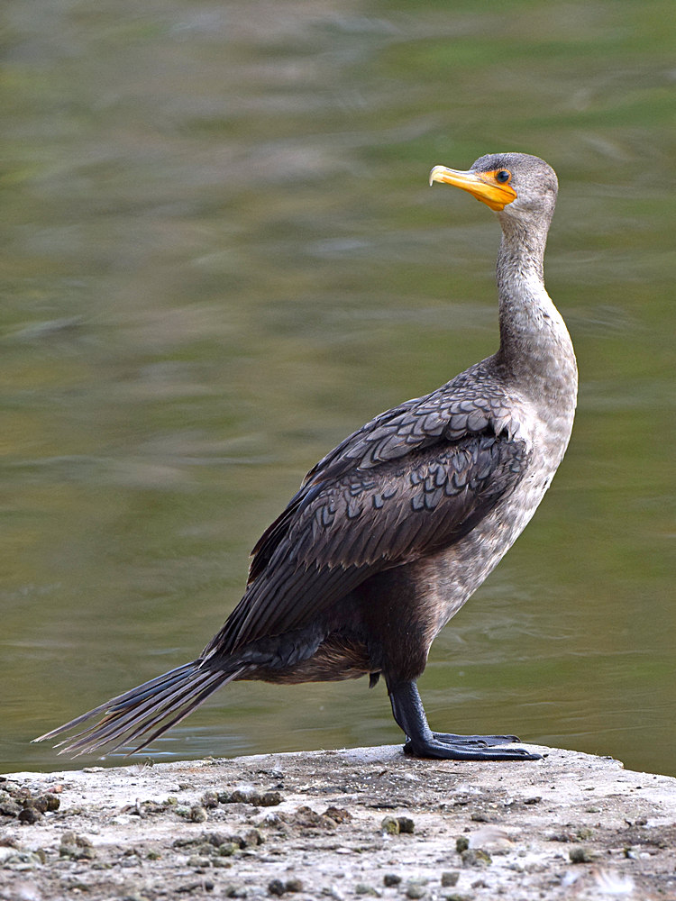 Cormorrant.jpg