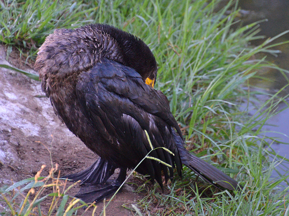 Cormorrant.jpg