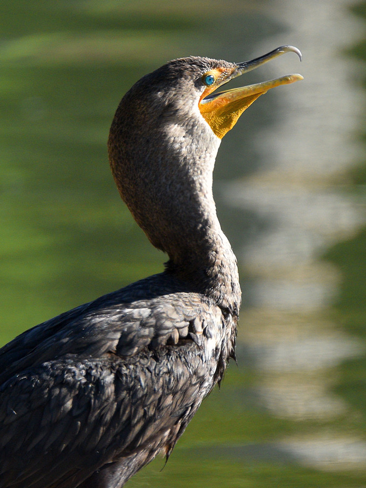 Cormorrant.jpg