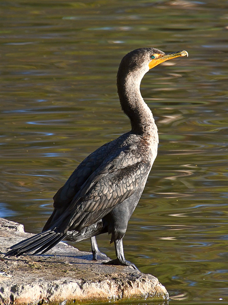 Cormorrant.jpg