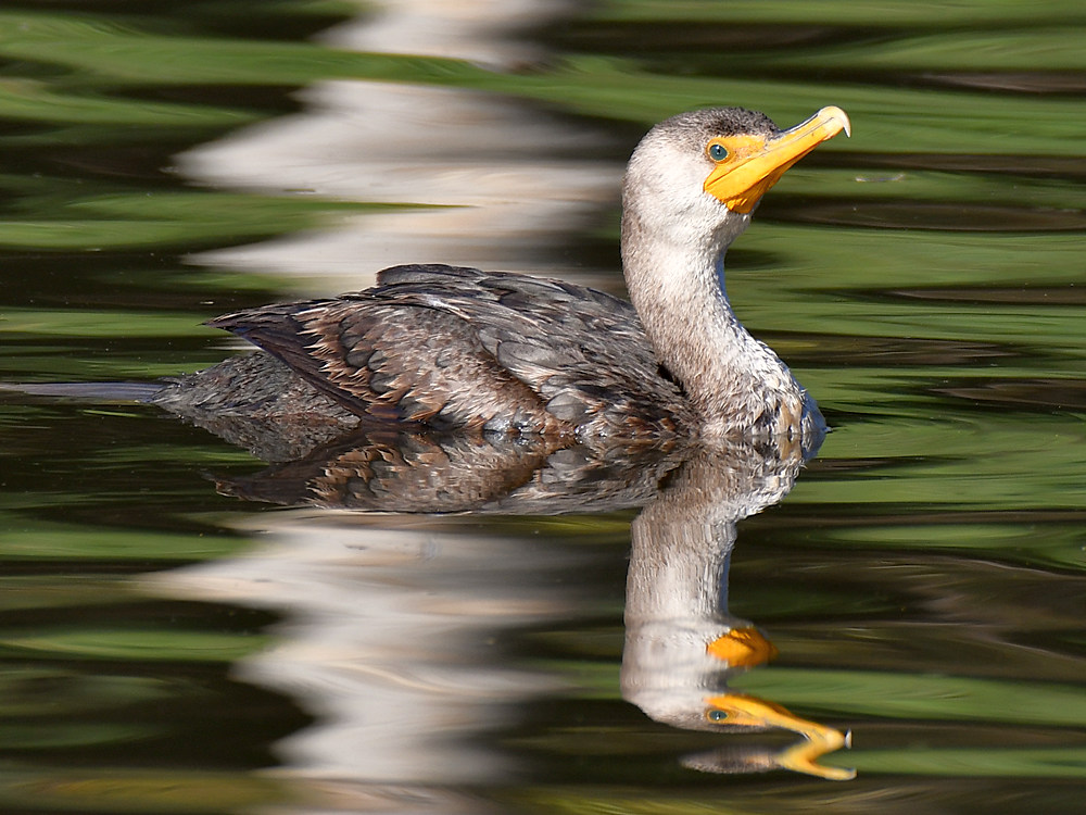 Cormorrant.jpg