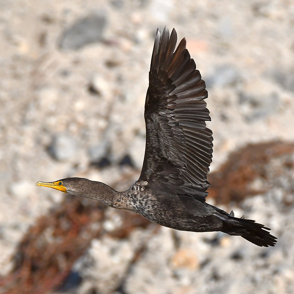 Cormorrant.jpg