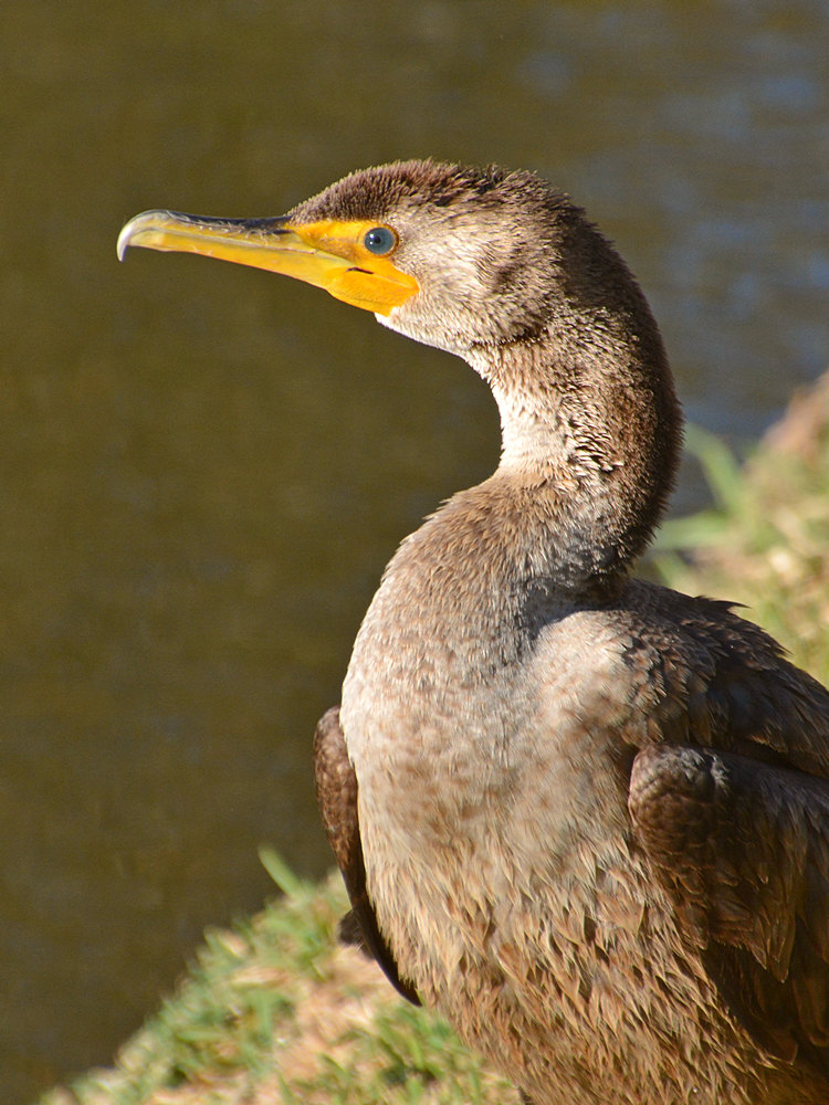 Cormorrant10.jpg