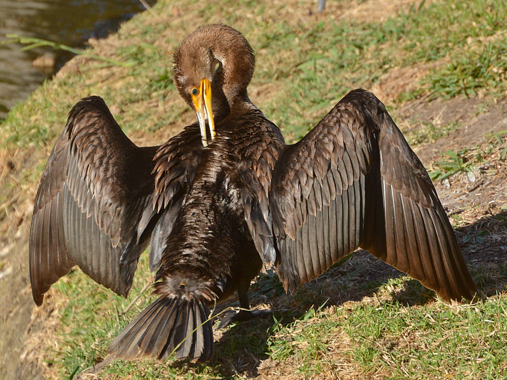 Cormorrant11.jpg