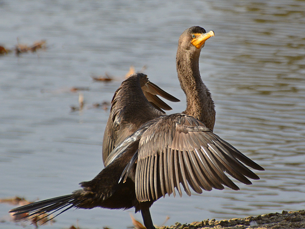 Cormorrant2.jpg