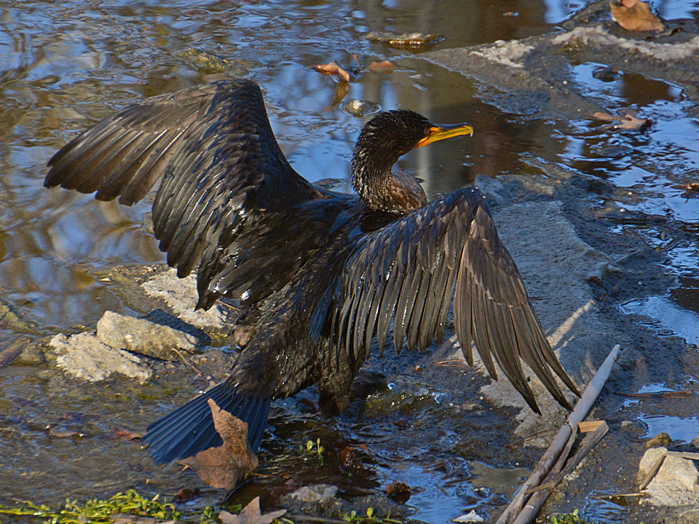 Cormorrant2.jpg