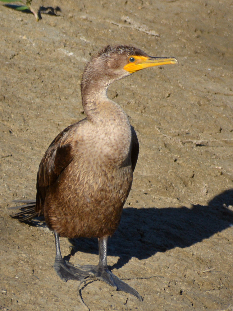 Cormorrant2.jpg