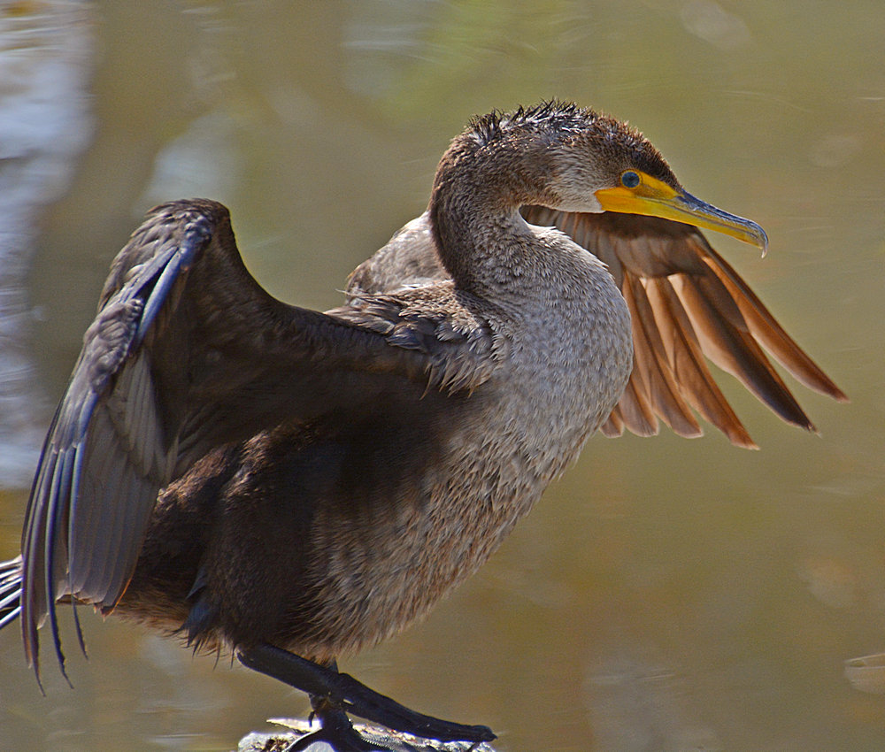 Cormorrant2.jpg