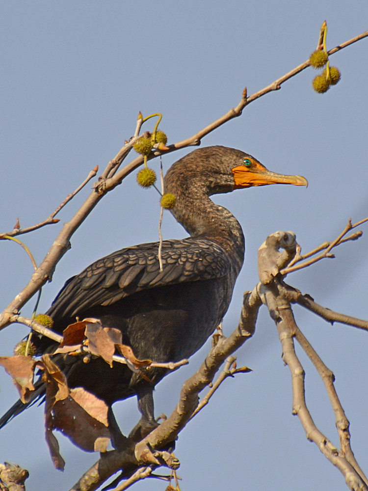 Cormorrant2.jpg