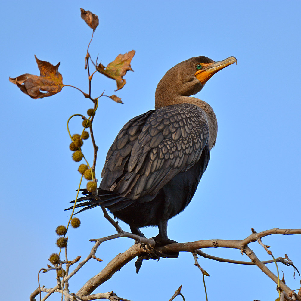 Cormorrant2.jpg