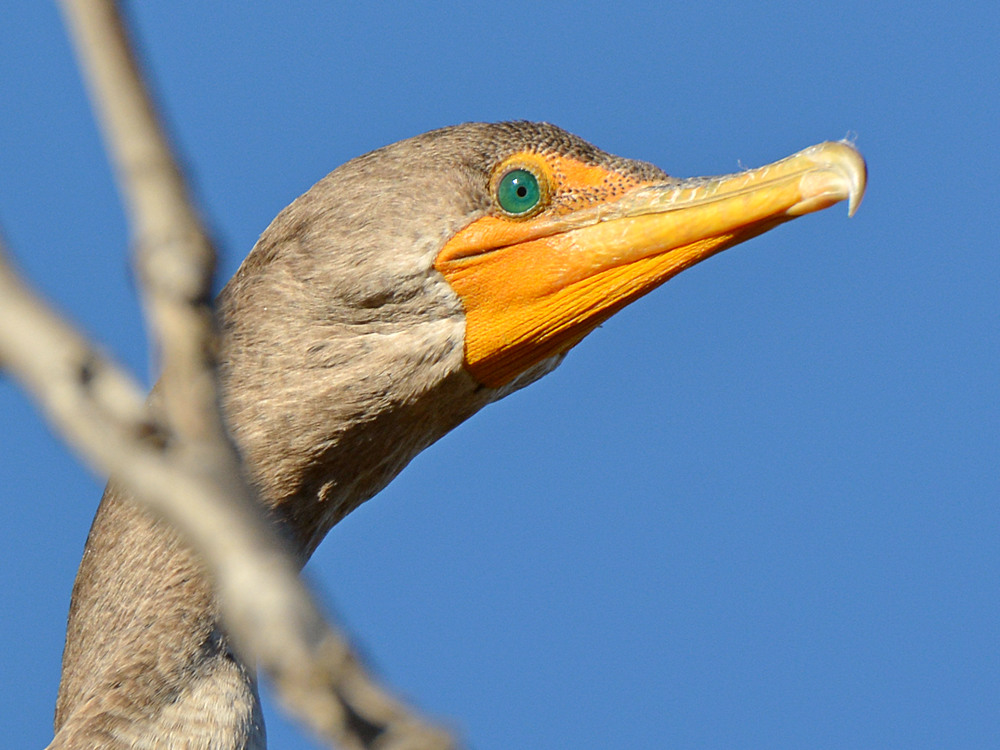 Cormorrant2.jpg