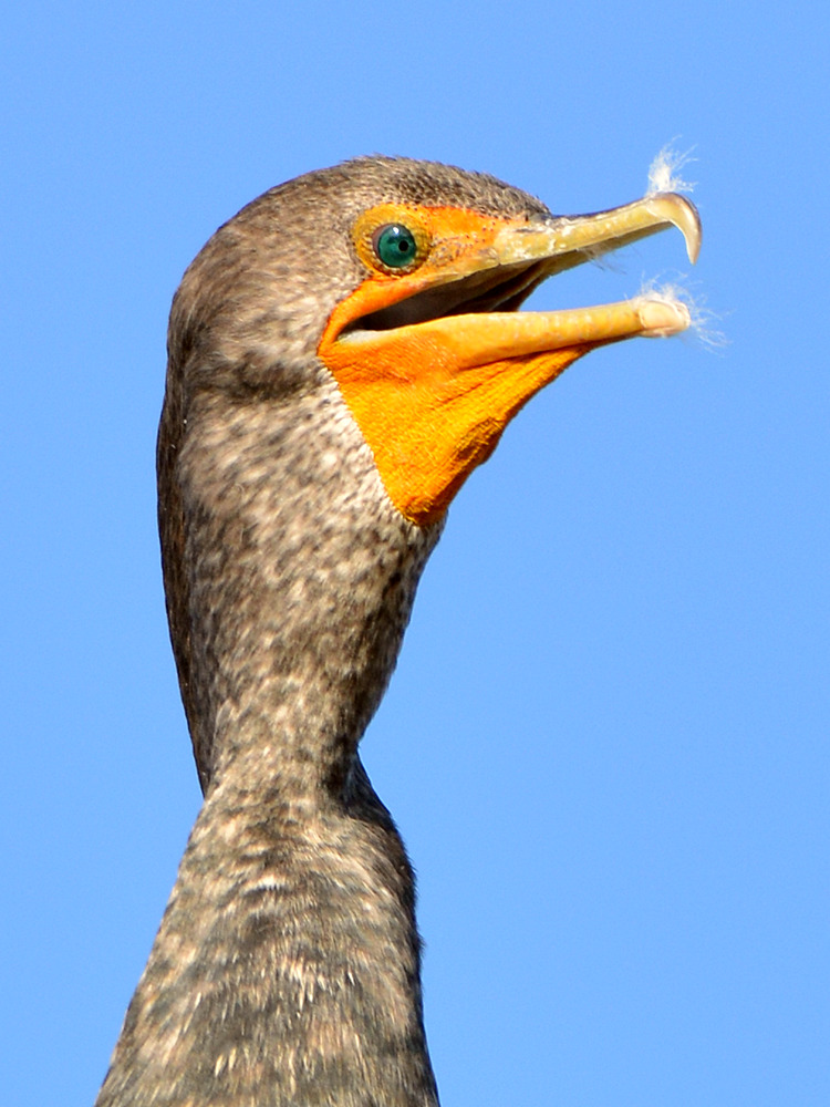 Cormorrant2.jpg
