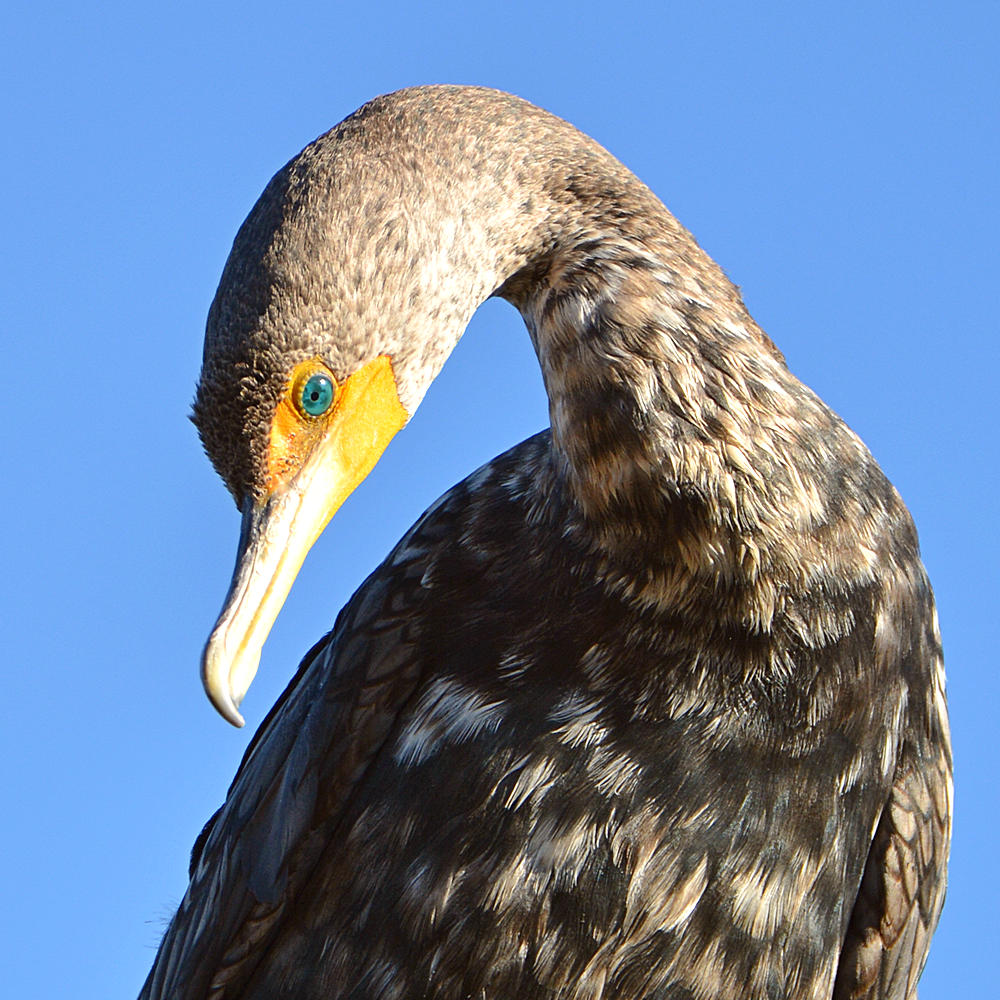 Cormorrant2.jpg