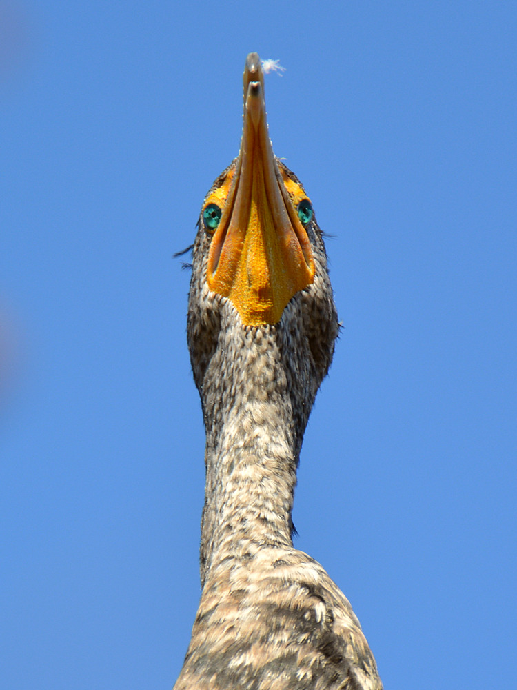 Cormorrant2.jpg