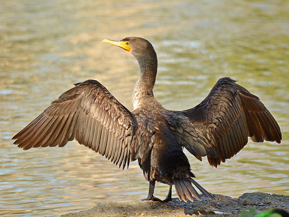 Cormorrant2.jpg