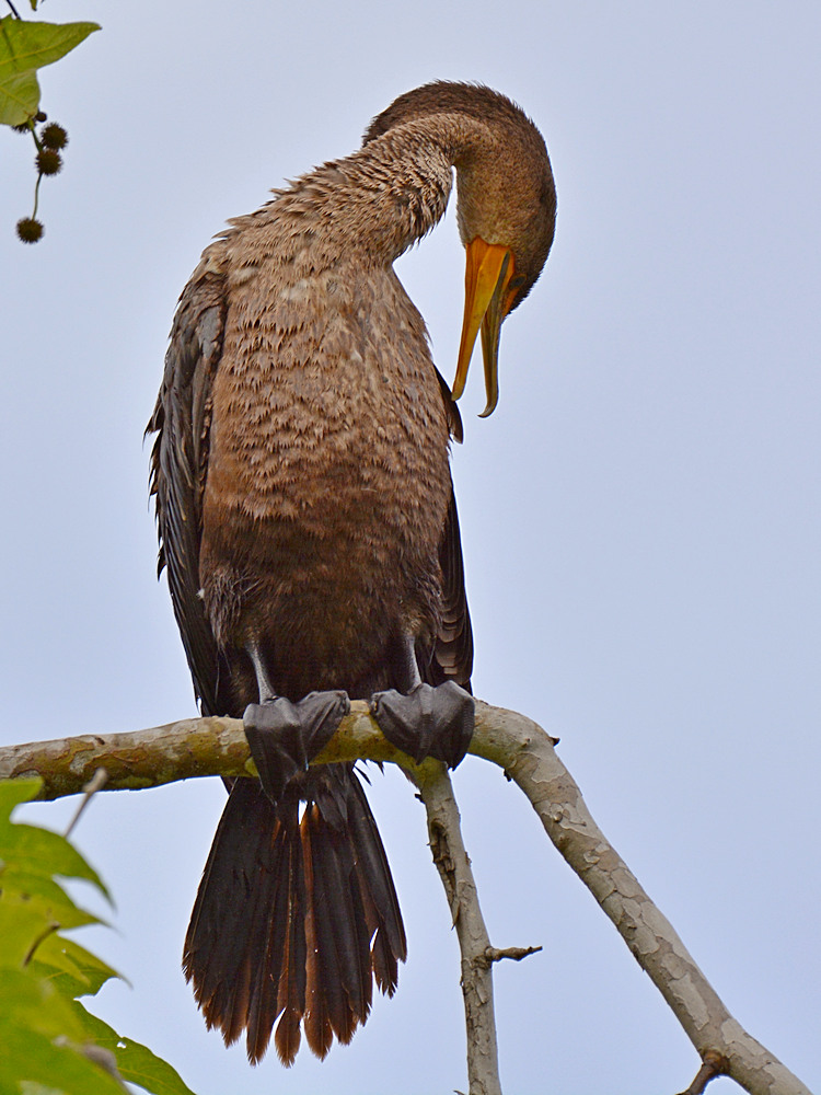 Cormorrant2.jpg