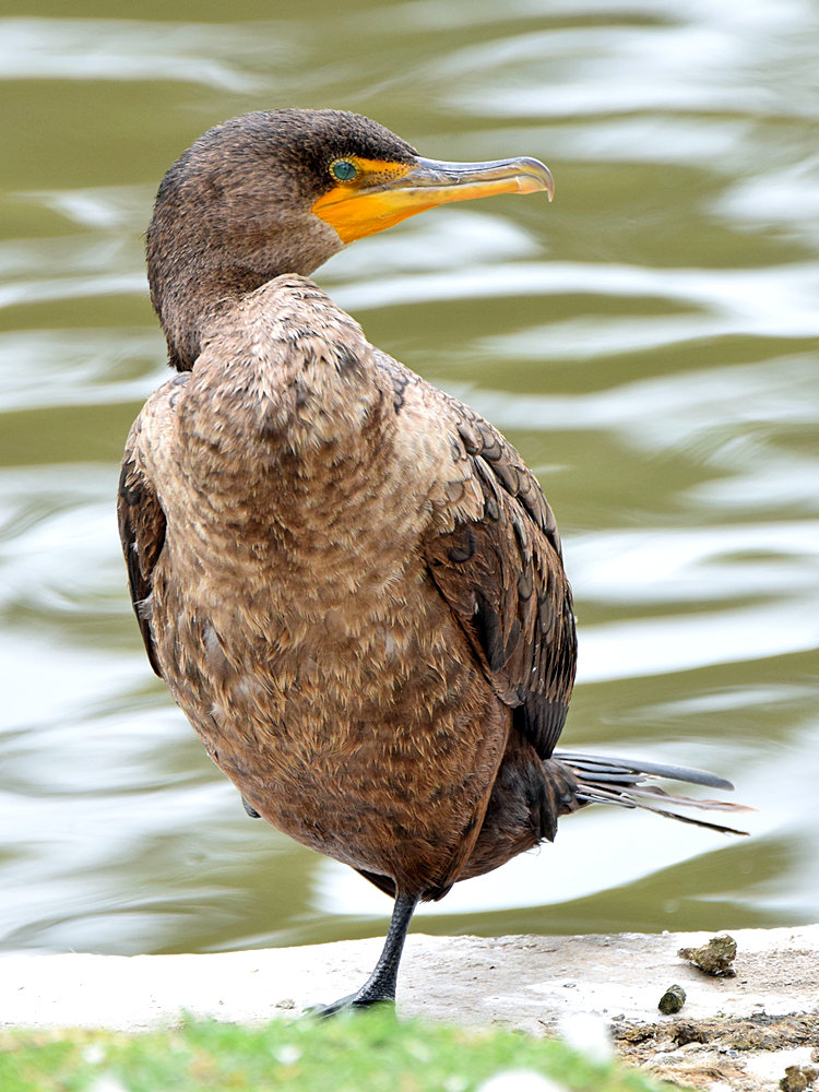 Cormorrant2.jpg
