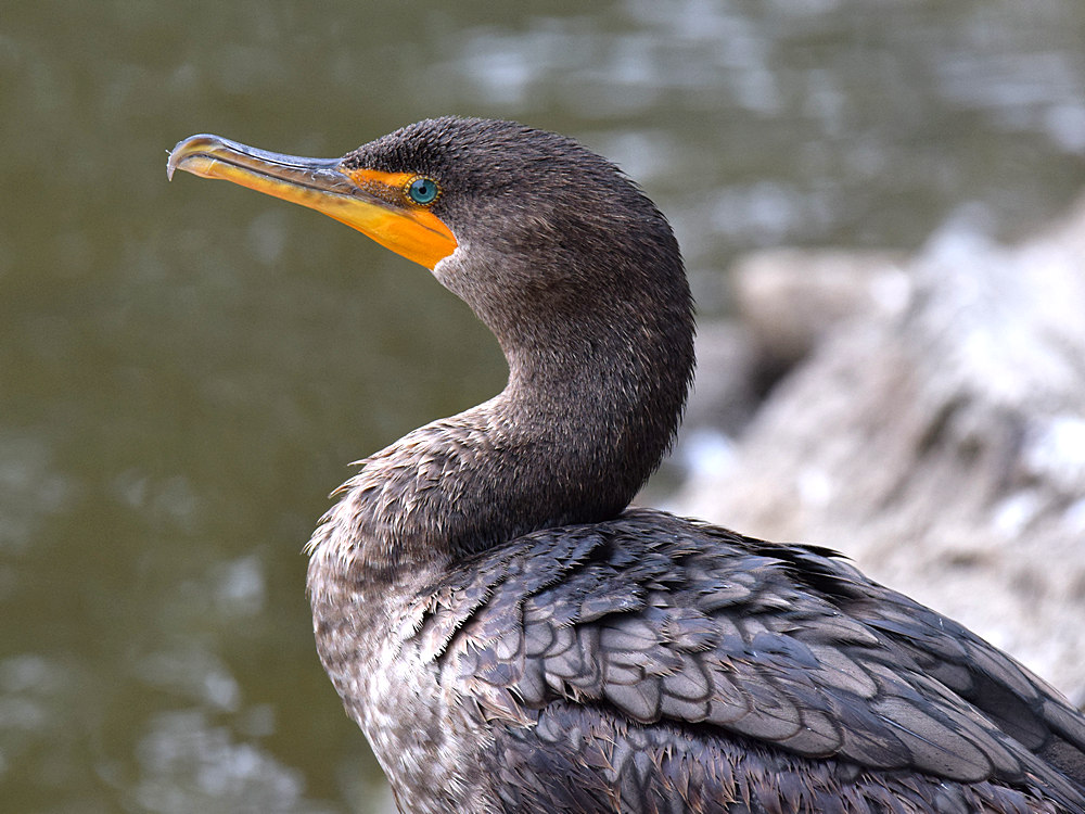 Cormorrant2.jpg