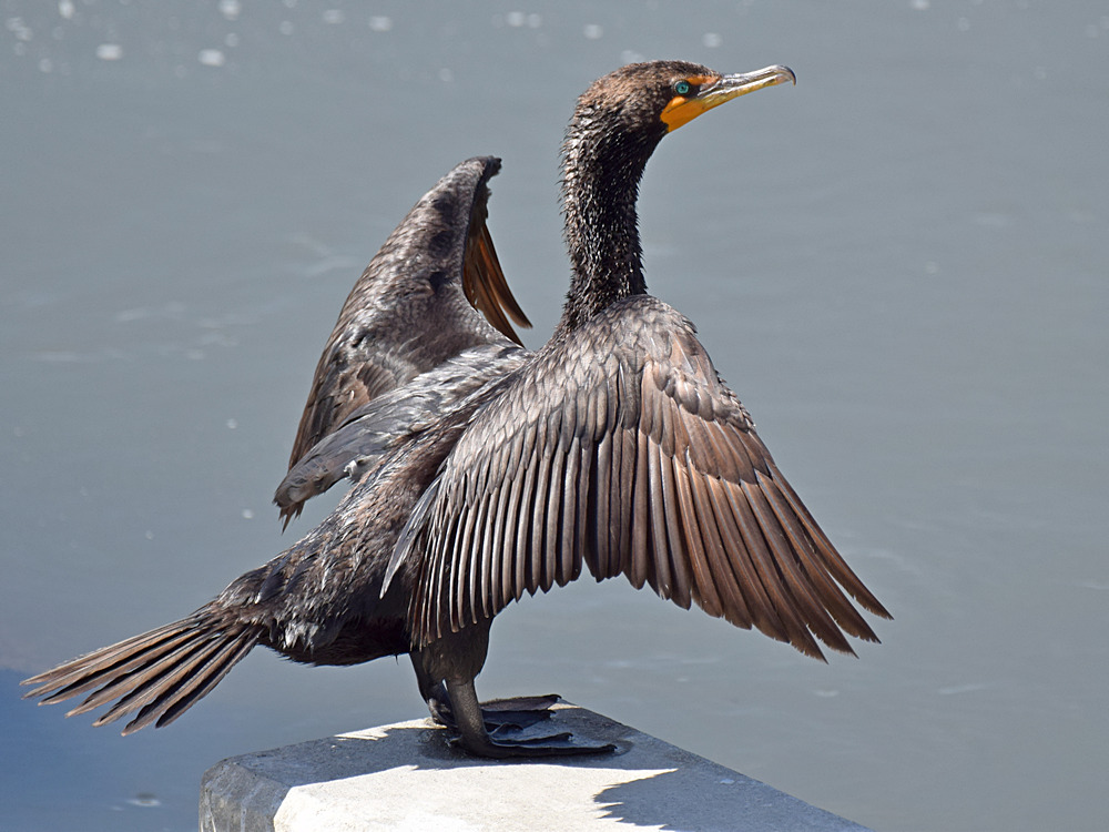 Cormorrant2.jpg