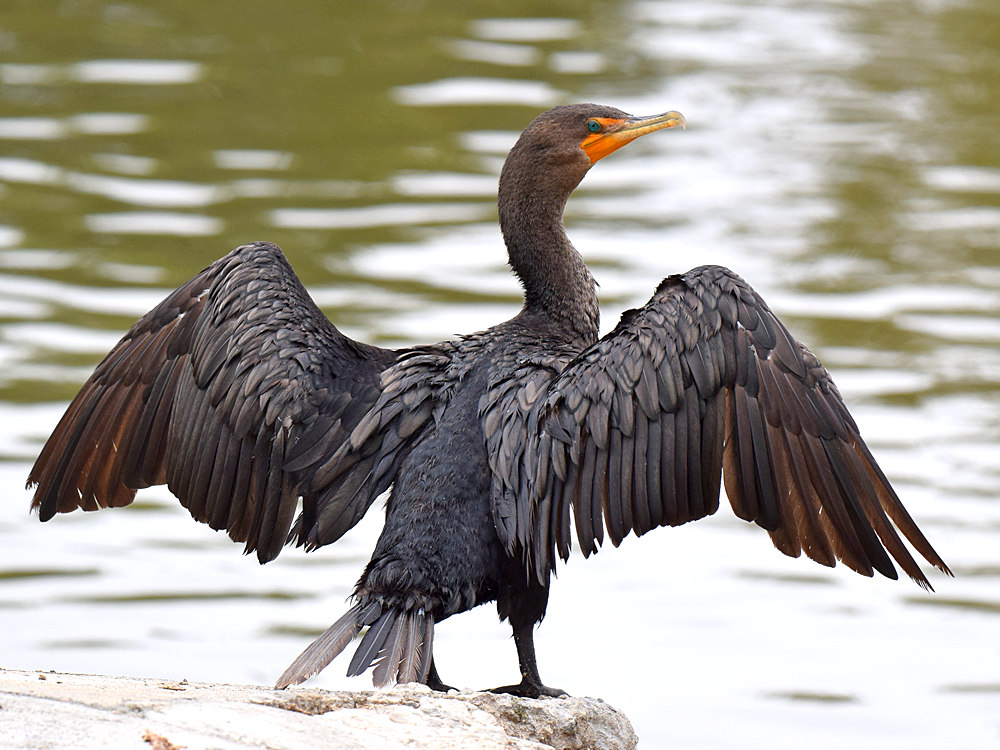 Cormorrant2.jpg
