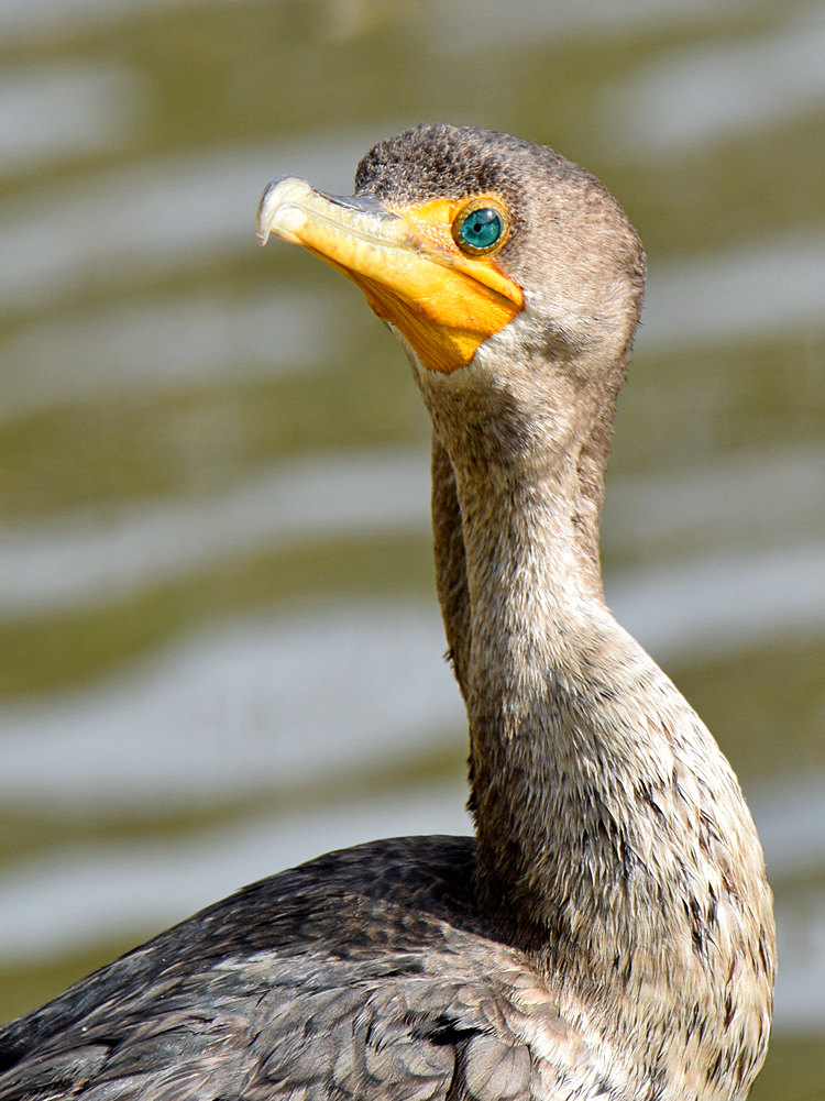 Cormorrant2.jpg