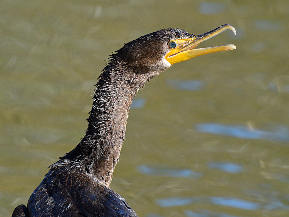 Cormorrant2.jpg