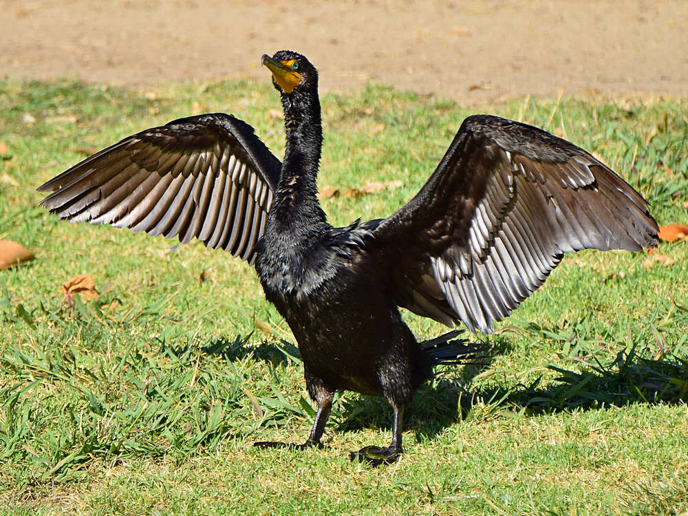 Cormorrant2.jpg