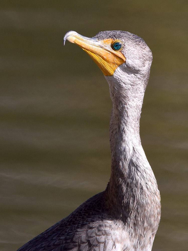 Cormorrant2.jpg