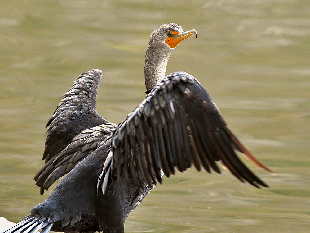 Cormorrant2.jpg