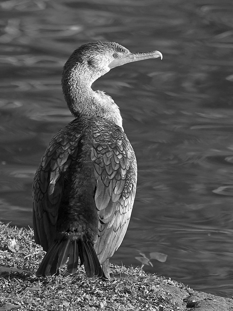 Cormorrant2.jpg