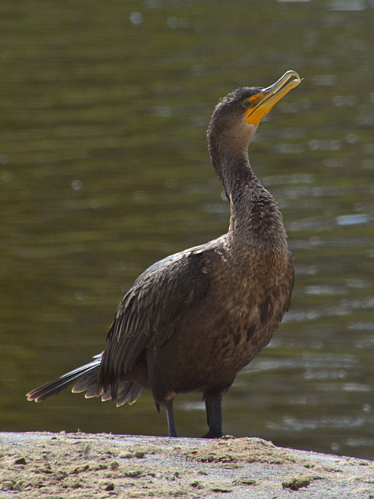 Cormorrant3.jpg