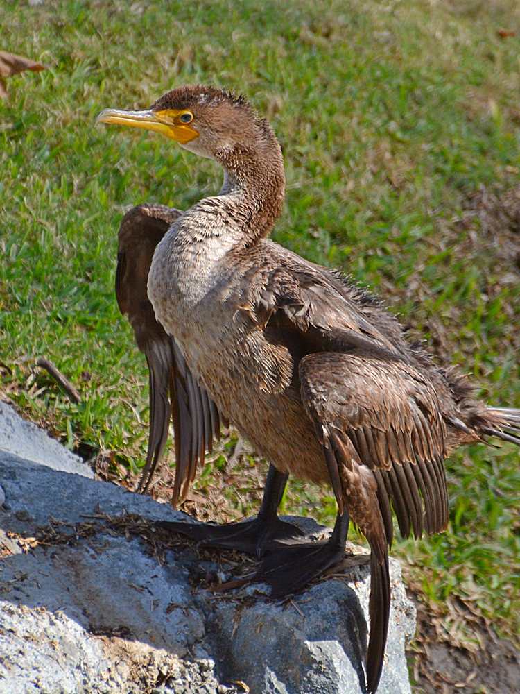 Cormorrant3.jpg