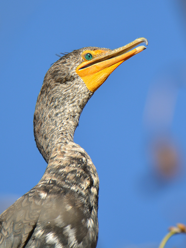 Cormorrant3.jpg
