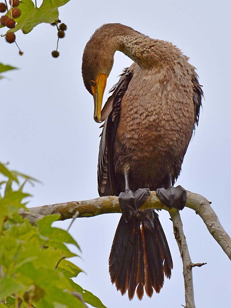 Cormorrant3.jpg