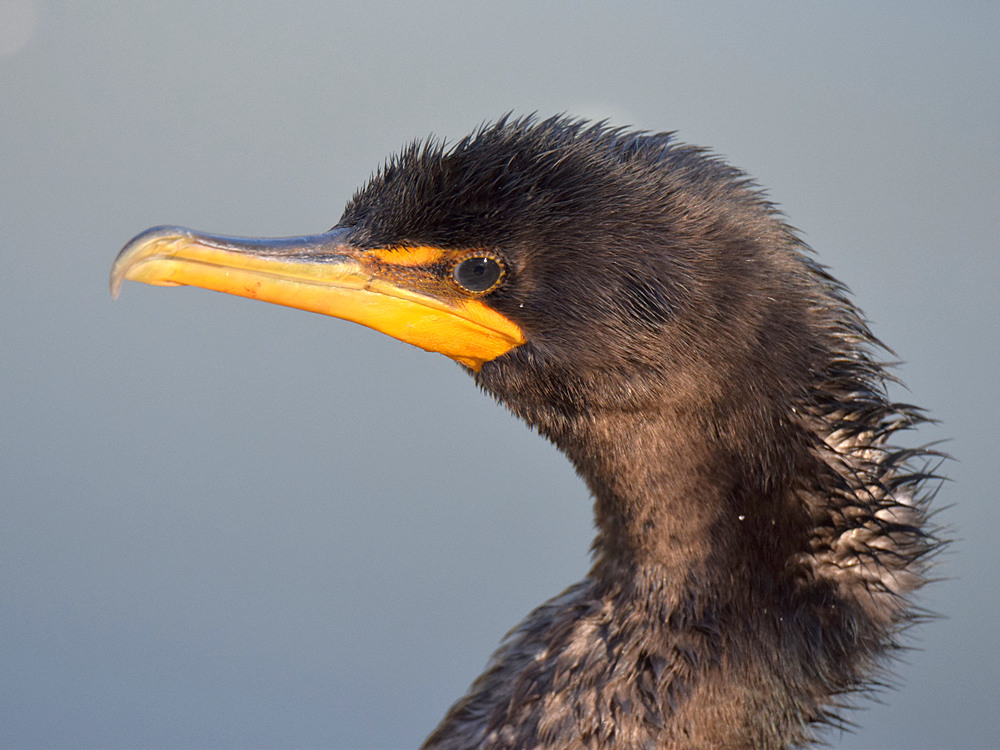 Cormorrant3.jpg