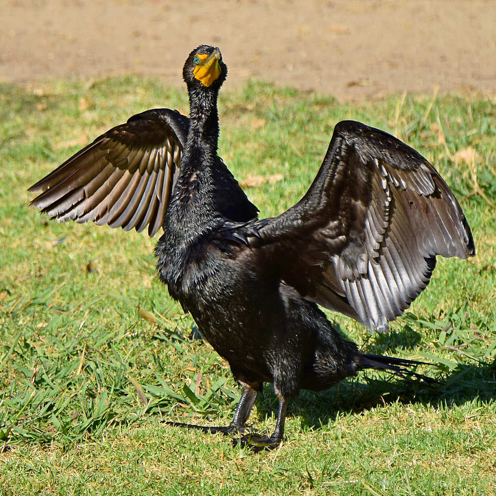 Cormorrant3.jpg