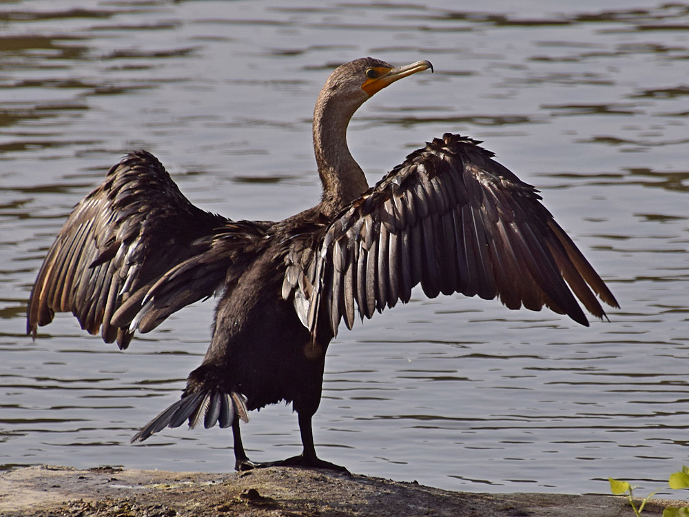 Cormorrant3.jpg