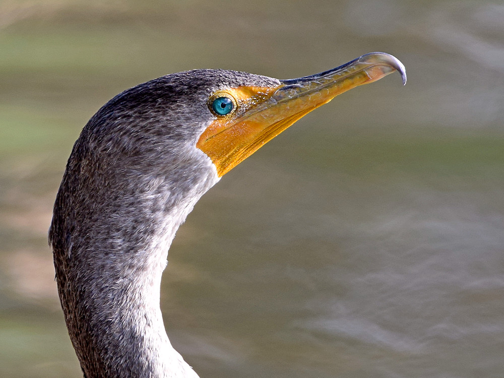 Cormorrant3.jpg