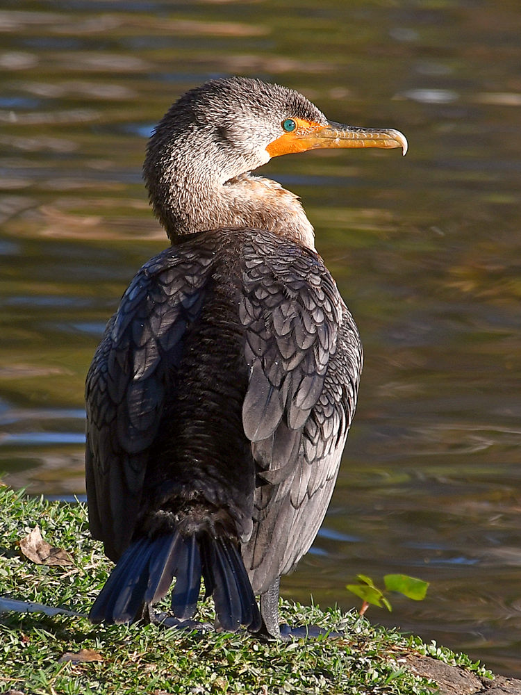 Cormorrant3.jpg