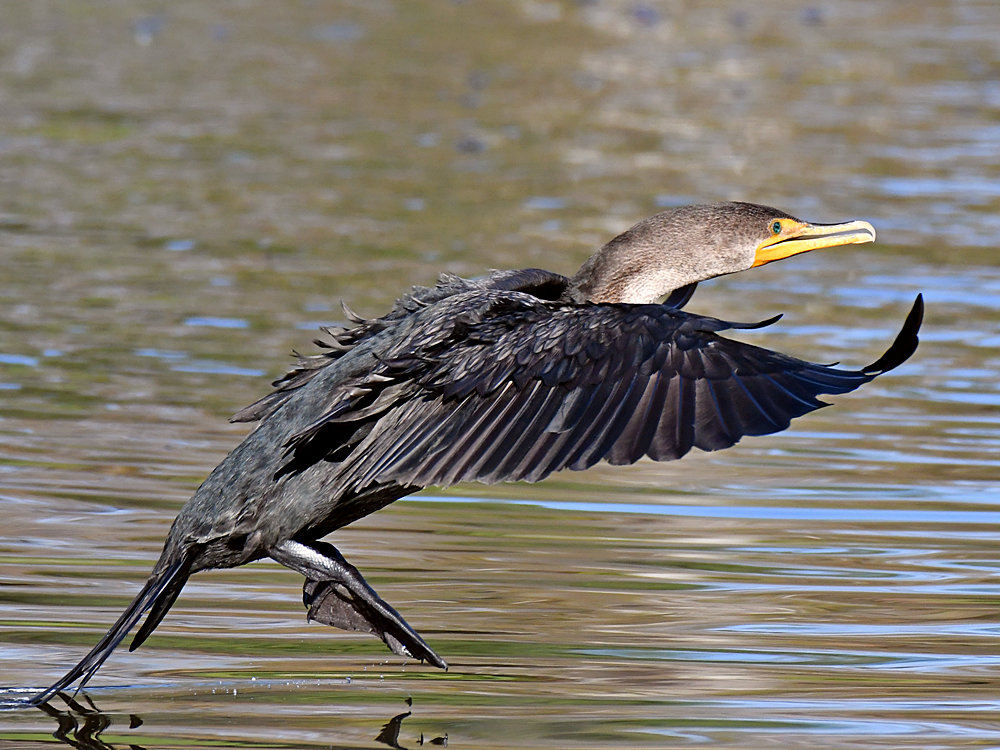 Cormorrant3.jpg