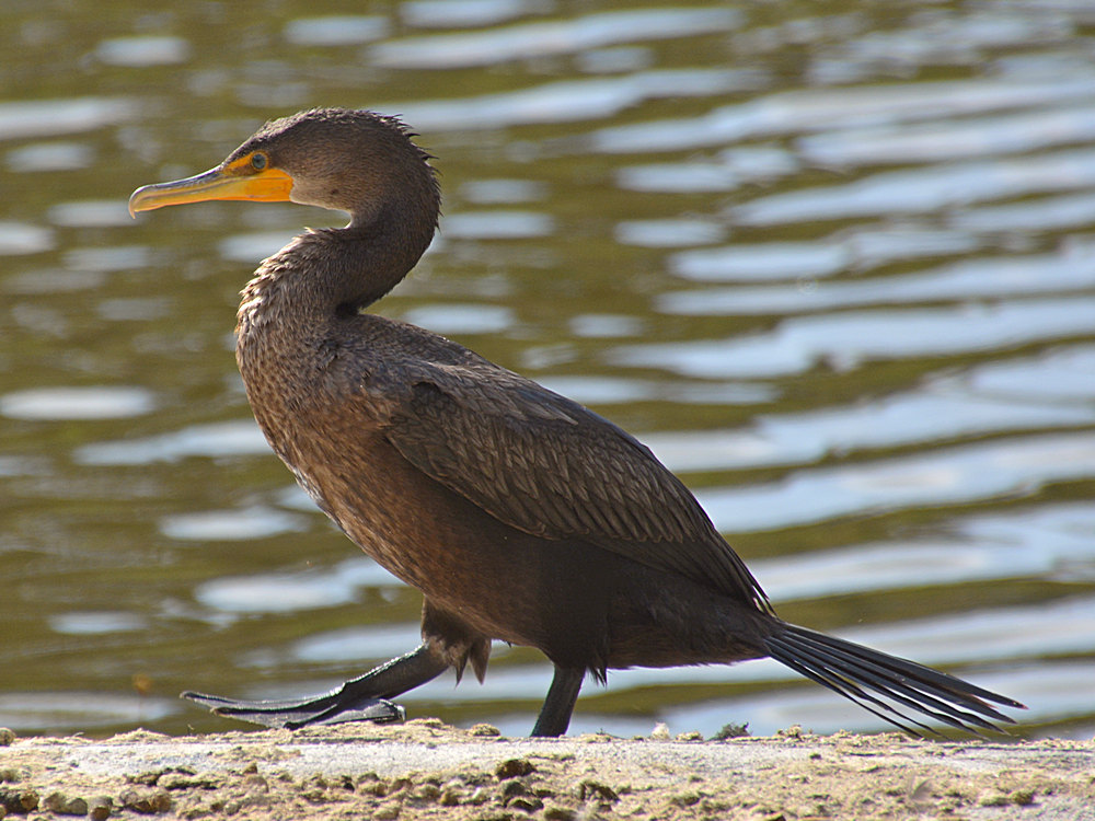 Cormorrant4.jpg